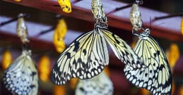 Social media and HR: a crucial partnership